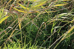 Lotus corniculatus corniculatus