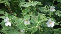 Pavonia columella