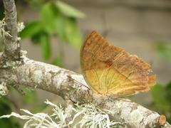 Charaxes varanes varanes