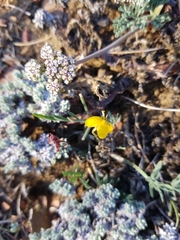 Lomatium nevadense parishii