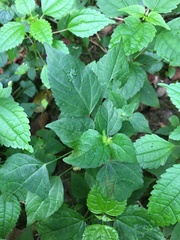 Acalypha deamii