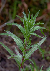 Epilobium billardiereanum