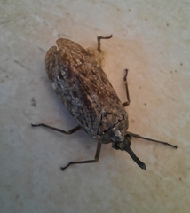 Enchophora sanguiflua