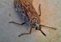 Enchophora sanguiflua