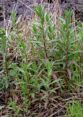 Epilobium billardiereanum