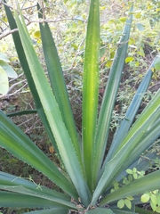 Furcraea andina