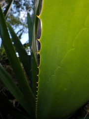 Furcraea andina
