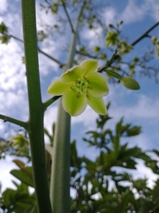 Furcraea andina