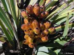 Libertia chilensis