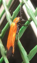 Lycus melanurus