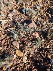 Eriogonum kennedyi austromontanum