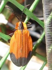 Lycus melanurus