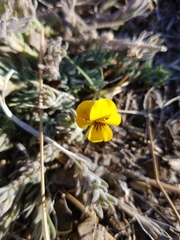 Viola douglasii