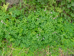 Oxalis bipartita