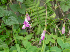 Oxalis bipartita