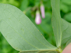 Oxalis bipartita