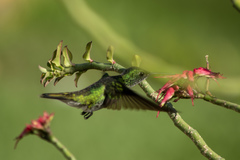 Chrysuronia leucogaster
