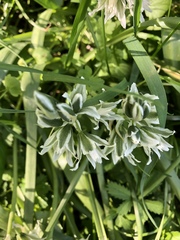 Ornithogalum nutans