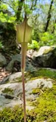 Arisaema macrospathum