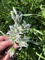 Ornithogalum nutans