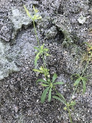 Mollugo verticillata