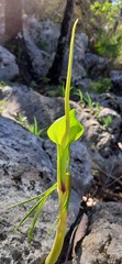 Arisaema macrospathum