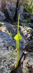 Arisaema macrospathum
