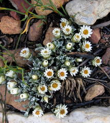 Helichrysum altigenum