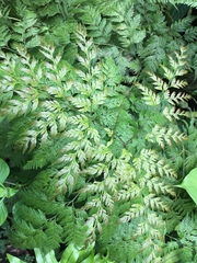 Davallia fejeensis