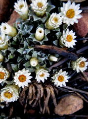 Helichrysum altigenum