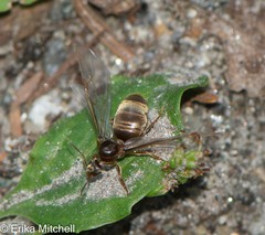 Lasius pallitarsis