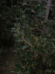 Archidasyphyllum diacanthoides