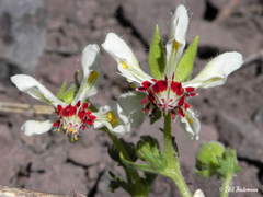 Loasa prostrata
