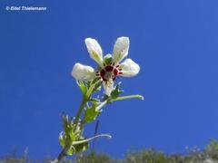 Loasa prostrata