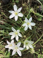 Ornithogalum umbellatum