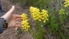 Ceratandra grandiflora
