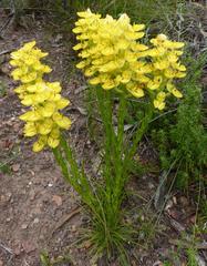 Ceratandra grandiflora