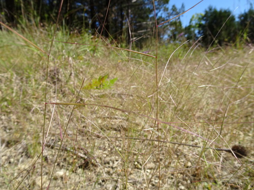 Image of Aristida oligantha by (c) Thomas Koffel, some rights reserved (CC BY)