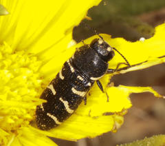 Acmaeodera