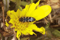 Acmaeodera