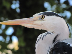 Ardea cinerea