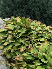 Hosta capitata