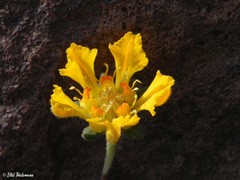 Loasa sigmoidea