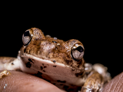 Litoria everetti