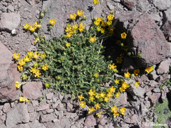 Loasa sigmoidea