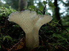 Pseudohydnum totarae