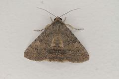 Polydesma umbricola