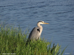 Ardea cinerea