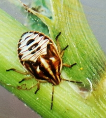 Trichopepla