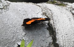 Catonephele acontius